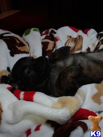 dachshund puppy posted by jazzy pups